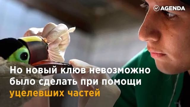 Toucan printed a new beak on a 3D printer Тукану напечатали новый клюв на 3D принтере смотреть онлайн
