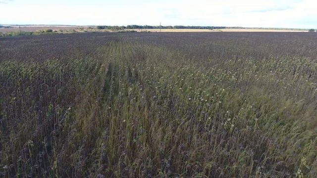 4-3 Подсолнух ч2 смотреть онлайн