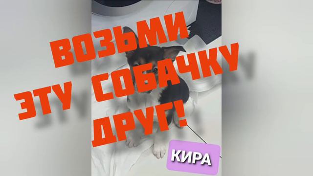 НАЙДИ СВОЕГО ПИТОМЦА и ДРУГА! СТАНЬ им ДРУГОМ! В любое место России и за ее пределами.....! смотреть онлайн