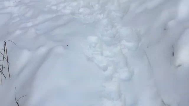Зимняя Природа Подмосковья смотреть онлайн