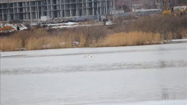 Лебеди (20 часть) - О том, как жили лебеди-шипуны весной 2019 года в г.Челябинске.