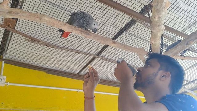 * the famous talking African Grey Parrot! * смотреть онлайн