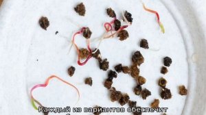 Нужно ли замачивать семена свеклы перед посадкой