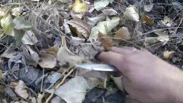 По грибы ...Грибное ассорти(вешенка,тополевая рядовка,полубелый) смотреть онлайн