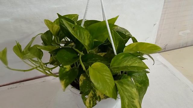 SKU - MPLAH02, Epipremnum Aureum Gold King Hanging Plant смотреть онлайн