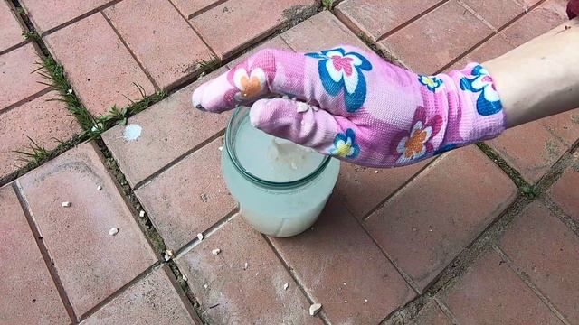 Подкармливаю этим рассаду огурцов. Огурцы быстро пойдут в рост смотреть онлайн