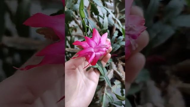 28 март 2022 г.#кактус #цветок #кактусноехобби #розовый#цветы #земля#funny #pink #free #amazing смотреть онлайн