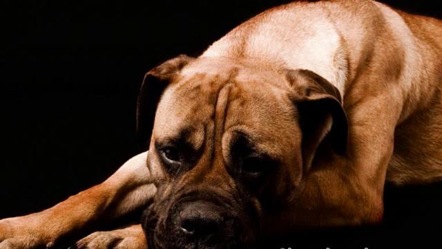 Все породы собак.Бульмастиф (Bullmastiff) смотреть онлайн