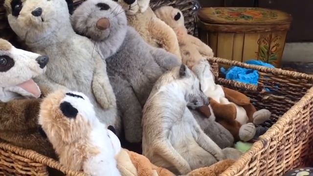 Сурикат в корзине с игрушками смотреть онлайн