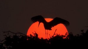 Эйтор Вилья-Лобос "Бразильская Бахиана №5" - поёт Ольга Басистюк