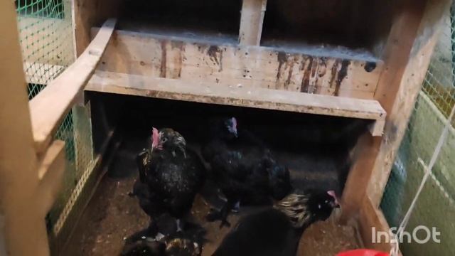 Петушки Фавероль чёрная. Два ищут нового хозяина! смотреть онлайн