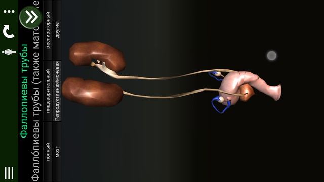 Внутренние органы в 3D (анатомия). "RU" смотреть онлайн