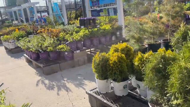 Shopping for plants at Lowes Garden Center - Summer Inventory 2022 - Come Shop with Me #Lowes смотреть онлайн