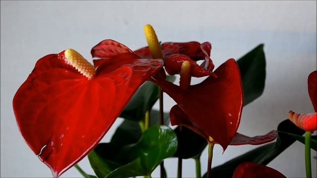 Антуриум андре красный Karma Red смотреть онлайн