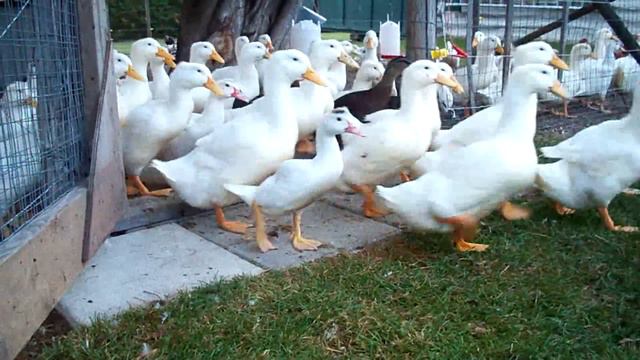 Morning Rush Weekend Is Over Monday Ducks Love Their Jobs #32 Raising Ducks Day 39 смотреть онлайн