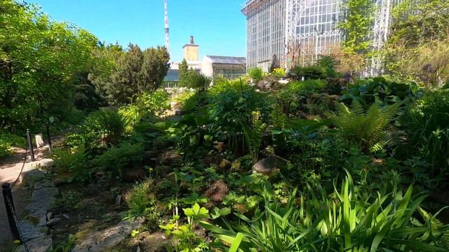 Санкт-Петербург. Ботанический сад ч. 2 Береза Медведева, Альпийские горки, вездесущие рододендроны смотреть онлайн