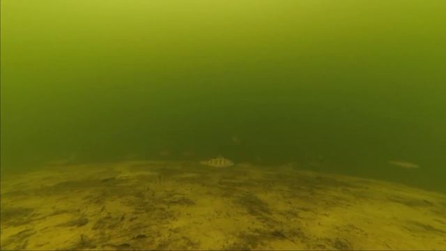 Рыбалка г.Михайловка смотреть онлайн