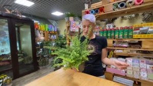 Нефролепис Виталь - кудряшка папоротник | Неприхотливые комнатные растения