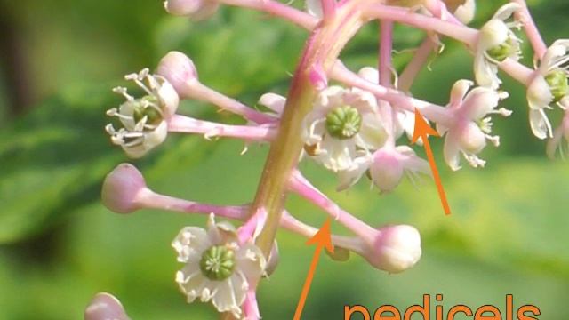 Plant portrait - Pokeweed (Phytolacca americana) смотреть онлайн