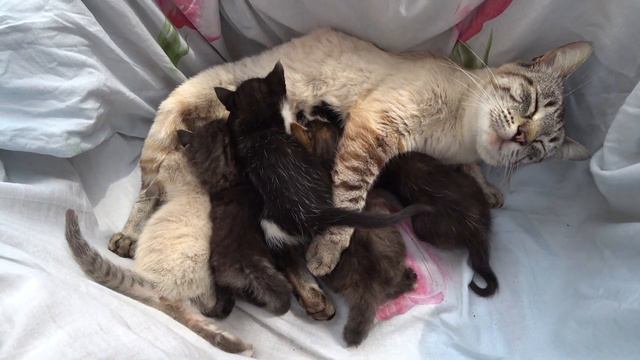 Two cats and ten little kittens/2 кошки и 10 маленьких котят) смотреть онлайн