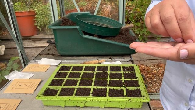 How To Sow Your September Seeds - Calendula, Scabiosa, Ammi Majus, Orlaya & Snapdragon