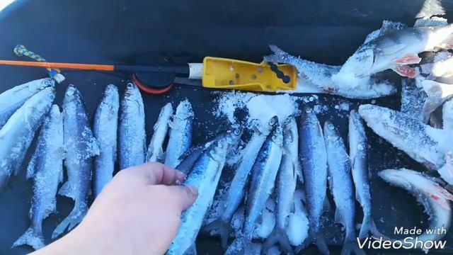 Кубенское озеро зимняя рыбалка,на Кубу за нельмушкой. смотреть онлайн