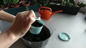 Наращивание корней хамедорейе во мхе. Часть 3:растение посажено в грунт.