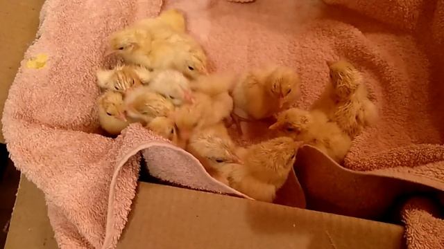 Новая линия Бресс Гальской породы в нашем ЛПХ АК_47 / новинка 2022 / #куры смотреть онлайн