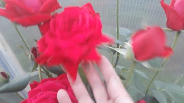 #rose #розa #ДамдеКёр / Эффектная красная роза Дам де Кёр(лат. rosa Dame de Coeur). Цветение розы смотреть онлайн