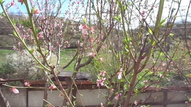 Обрезка персика на НЕУРОЖАЙ маЕстрАми Ютуба. И как надо... смотреть онлайн