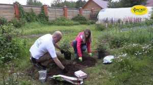 Посадка розы в грунт