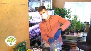 Как избавится от паутинного клеща на комнатном лимоне?