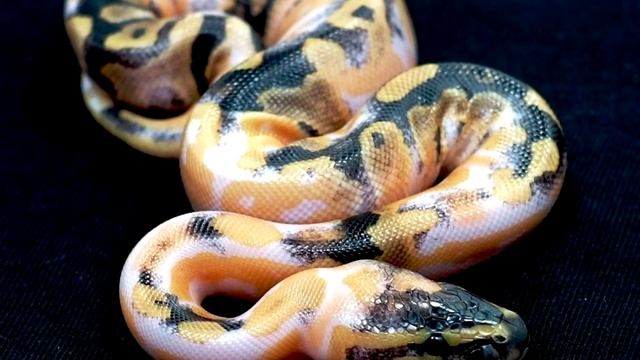 5 САМЫХ НЕОБЫЧНЫХ ДОМАШНИХ ЖИВОТНЫХ смотреть онлайн