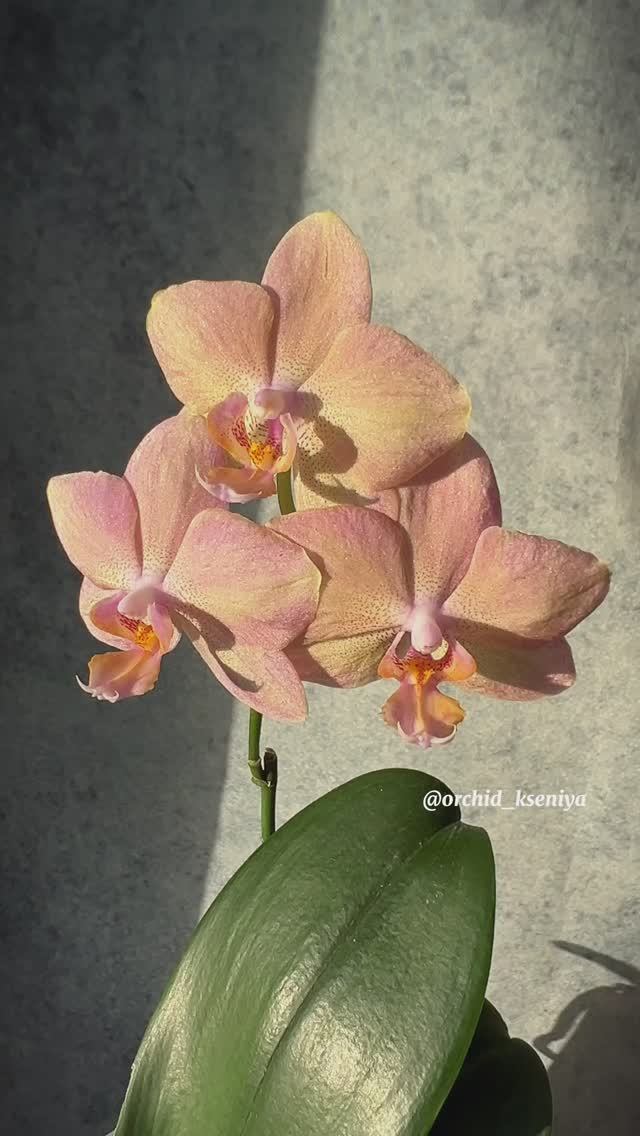 Phal. Legato ? Голландская орхидея фаленопсис Легато в скромном домашнем цветении ? смотреть онлайн