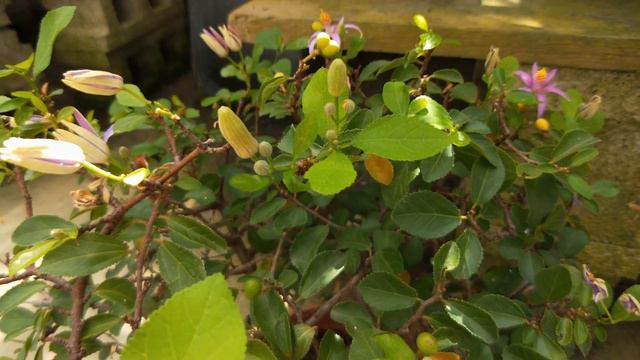 Grewia occidentalis 觀葉植物 水蓮木觀察 смотреть онлайн