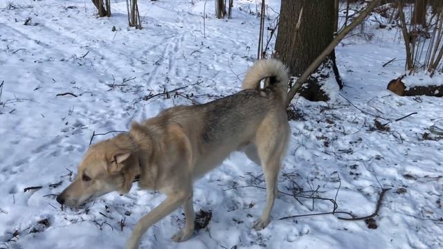 Собаки чуть не подрались. Напряжённое знакомство смотреть онлайн