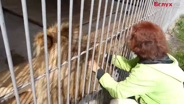 Вслух.ru: Говорящий лев смотреть онлайн