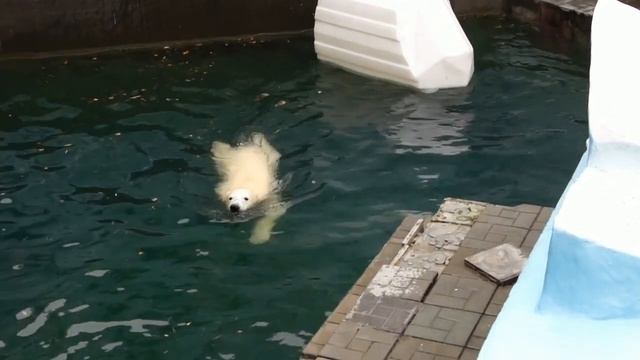 Медвежонок Стрелка прыгает с айсберга, а Белка ждет момента, чтобы стащить канистру. смотреть онлайн