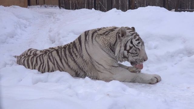 Бенгальский тигр Зао. 09.03.2023 смотреть онлайн