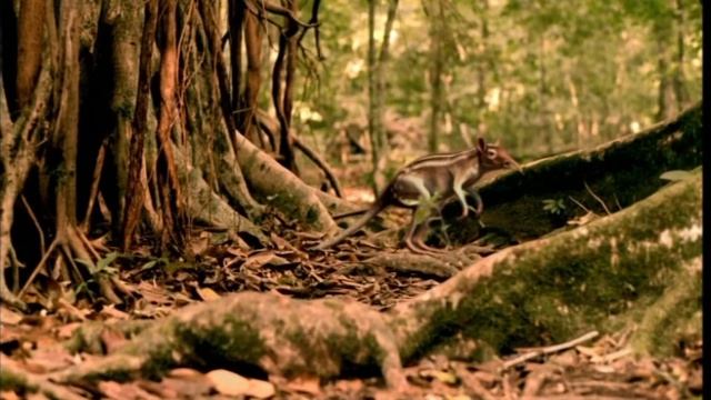 Walking With Beasts - Episode 1 - New Dawn - Review смотреть онлайн