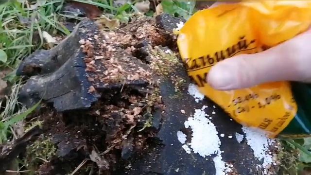 Как избавиться от пня , несколько способов удаления пня, химическое удаление пня. смотреть онлайн