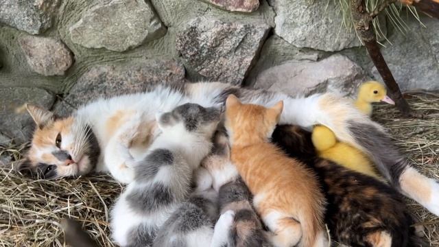 It is amazing! Mother cat feeds baby ducks as her kittens! смотреть онлайн
