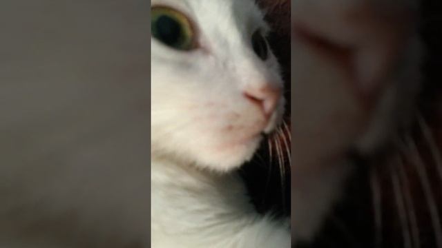 Котёнок который ест телефон смотреть онлайн