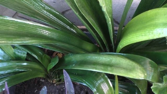 Уход За КЛИВИЕЙ - ЕСЛИ БЫ я Знала Об Этом РАНЬШЕ! Мои цветы. смотреть онлайн