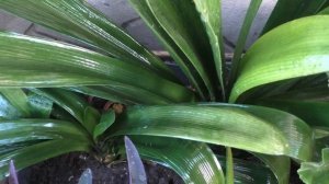 Уход За КЛИВИЕЙ - ЕСЛИ БЫ я Знала Об Этом РАНЬШЕ! Мои цветы.