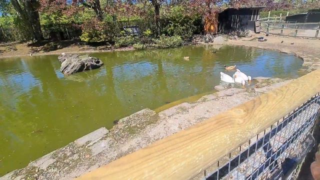 Darina at mini zoo 🐰🦚🐴🐑🦙🐐 смотреть онлайн