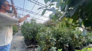 Питомник растений в Анапе