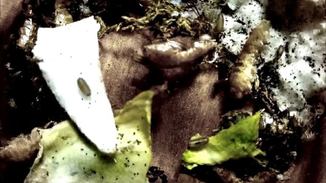 Освобождение | Аудио статья смотреть онлайн