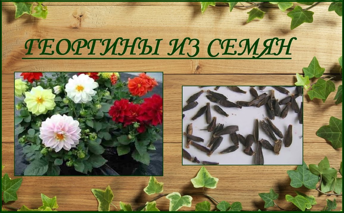 Георгины из семян - выращивание от посева до цветения смотреть онлайн