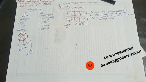 Анатомия. Эпителиальная ткань, строение, функции.